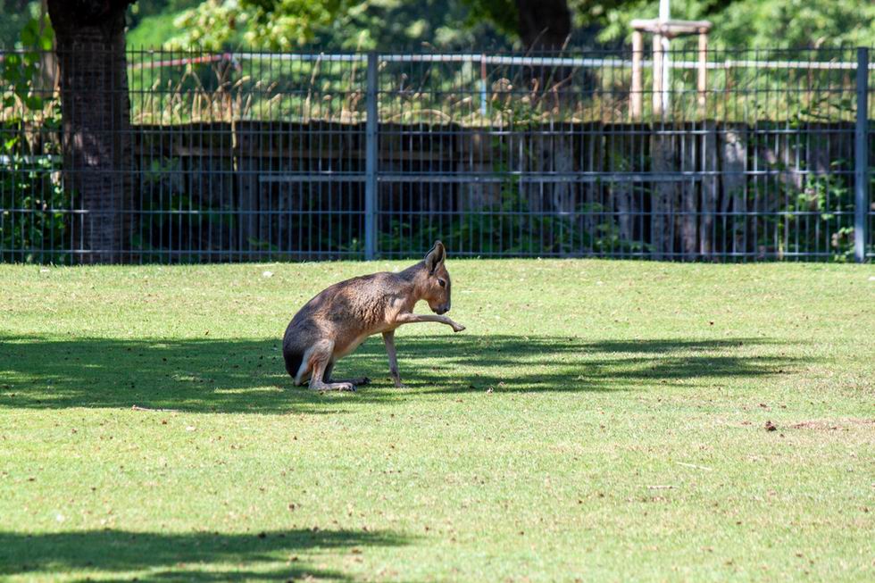 Patagonian Mara - Wilhelma Stuttgart